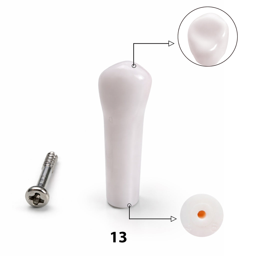 iDENTical Typodont Upper Right Canine – #13 Nissin TJMA09