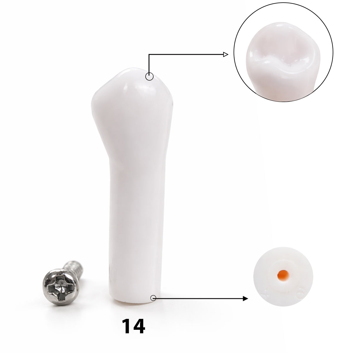 iDENTical Typodonts For NISSIN Compatible Individual Replacement Teeth – GIDC Typho Tooth | Homo Sapiens Dental Training Teeth (TUMA09)