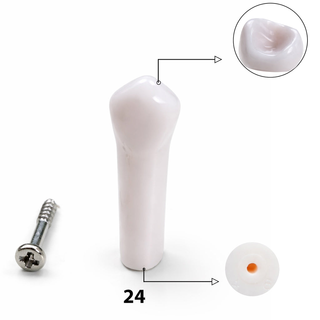 iDENTical Typodont Upper Left First Premolar – #24 Nissin TJMA09