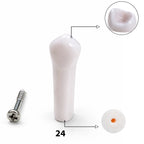 iDENTical Typodont Upper Left First Premolar – #24 Nissin TJMA09