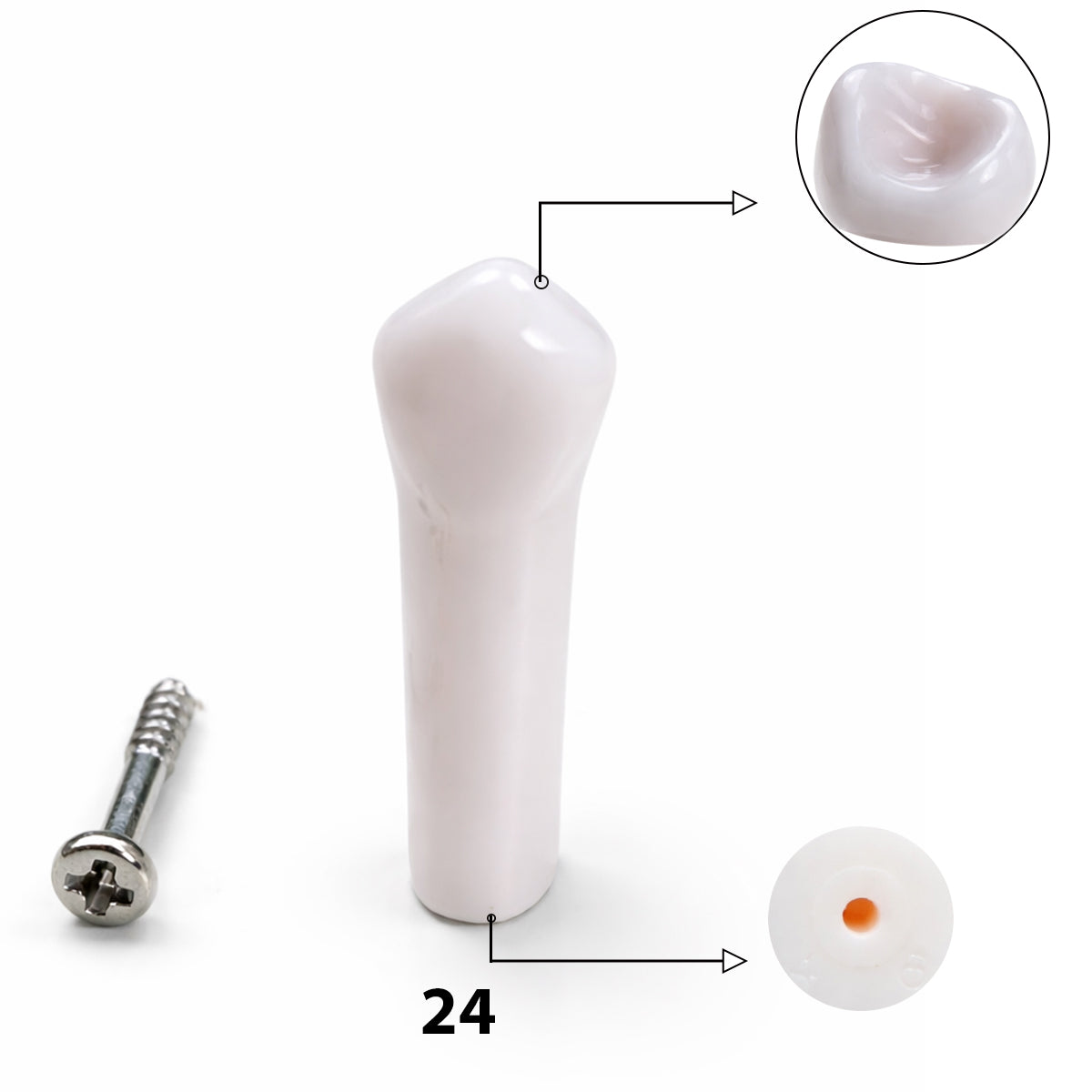 iDENTical Typodonts For NISSIN Compatible Individual Replacement Teeth – GIDC Typho Tooth | Homo Sapiens Dental Training Teeth (TUMA09)