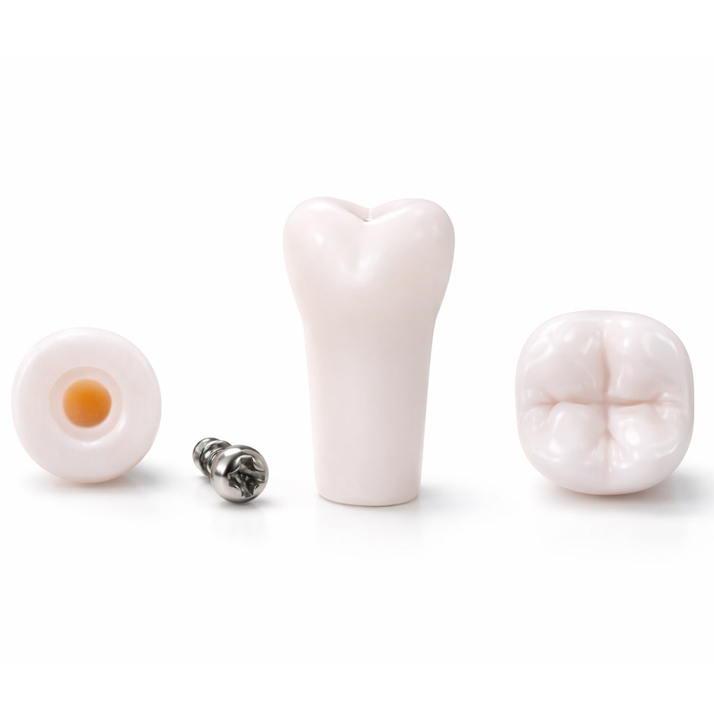 iDENTical Typodonts For NISSIN Compatible Individual Replacement Teeth – GIDC Typho Tooth | Homo Sapiens Dental Training Teeth (TUMA09)