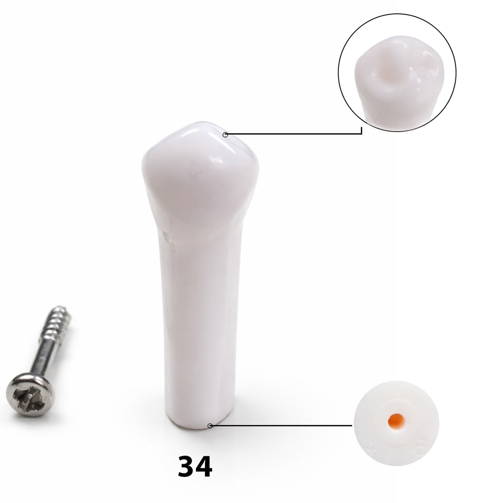 iDENTical Typodonts For NISSIN Compatible Individual Replacement Teeth – GIDC Typho Tooth | Homo Sapiens Dental Training Teeth (TUMA09)