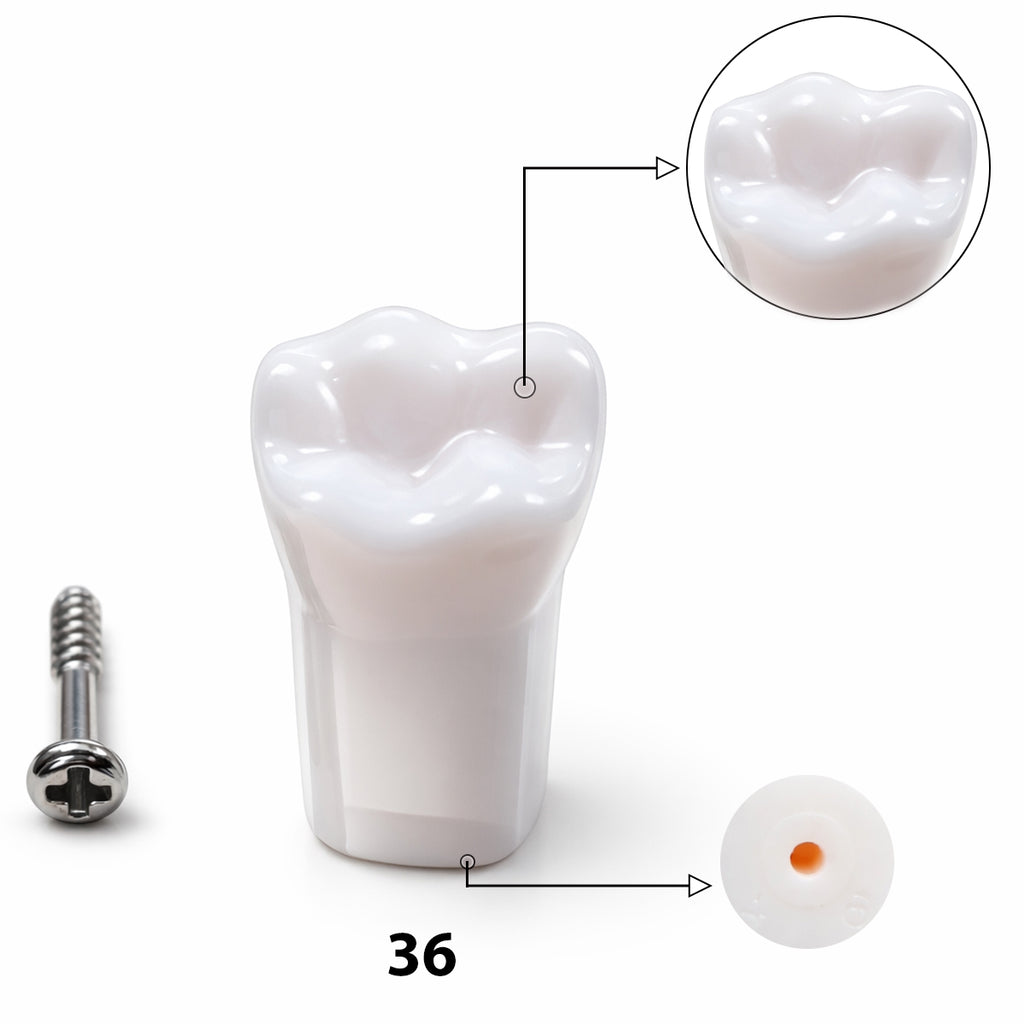 iDENTical Typodonts For NISSIN Compatible Individual Replacement Teeth – GIDC Typho Tooth | Homo Sapiens Dental Training Teeth (TUMA09)