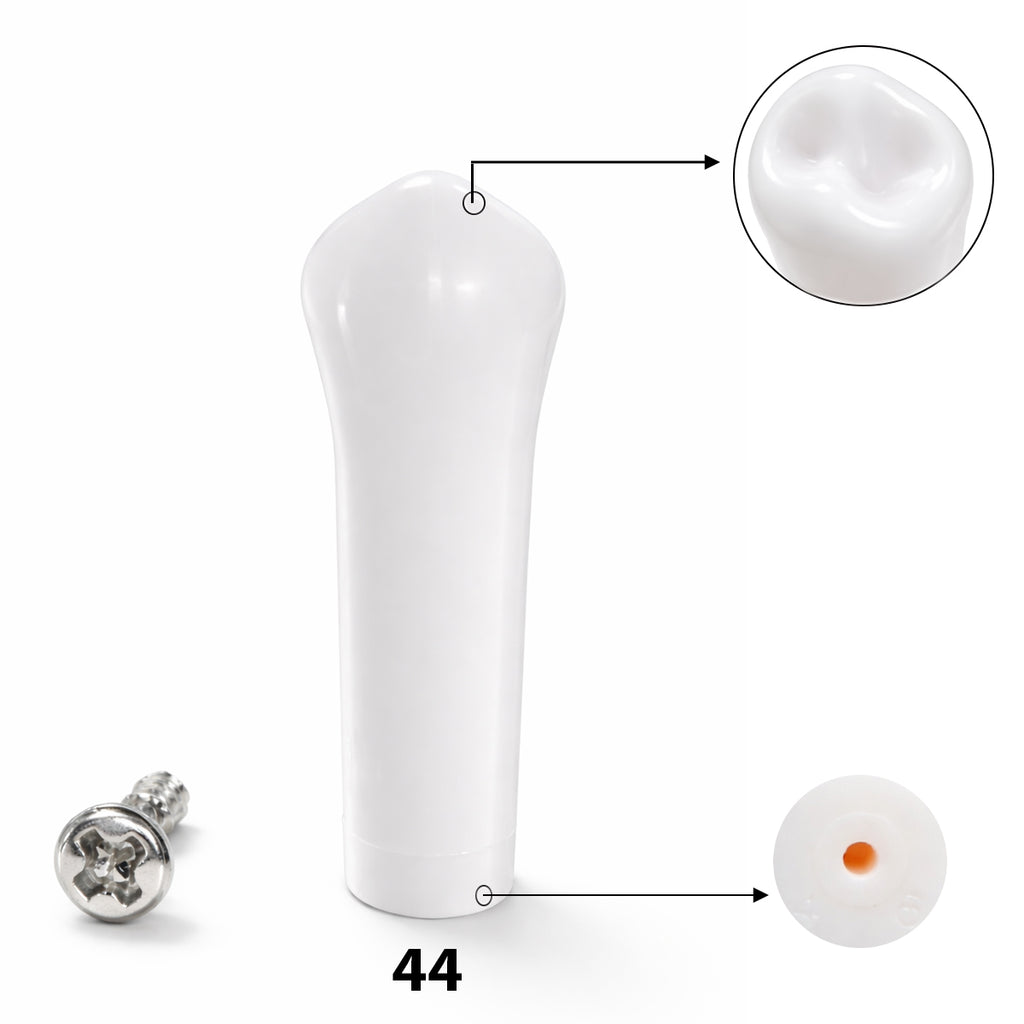 iDENTical Typodonts For NISSIN Compatible Individual Replacement Teeth – GIDC Typho Tooth | Homo Sapiens Dental Training Teeth (TUMA09)