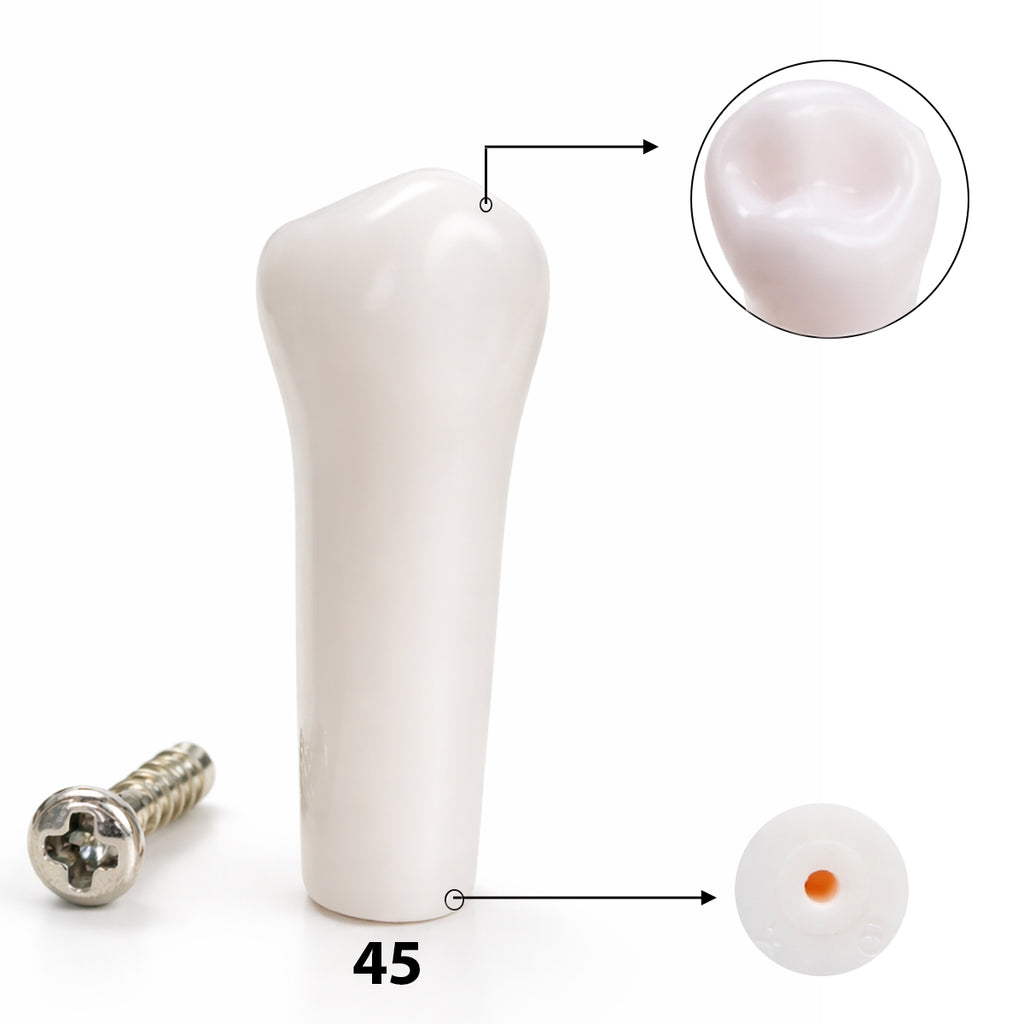 iDENTical Typodonts For NISSIN Compatible Individual Replacement Teeth – GIDC Typho Tooth | Homo Sapiens Dental Training Teeth (TUMA09)