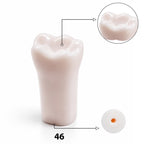 iDENTical Typodont Lower Right First Molar – #46 Nissin TJMA09