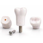 iDENTical Typodont Lower Right Second Molar – #47 Nissin TJMA09