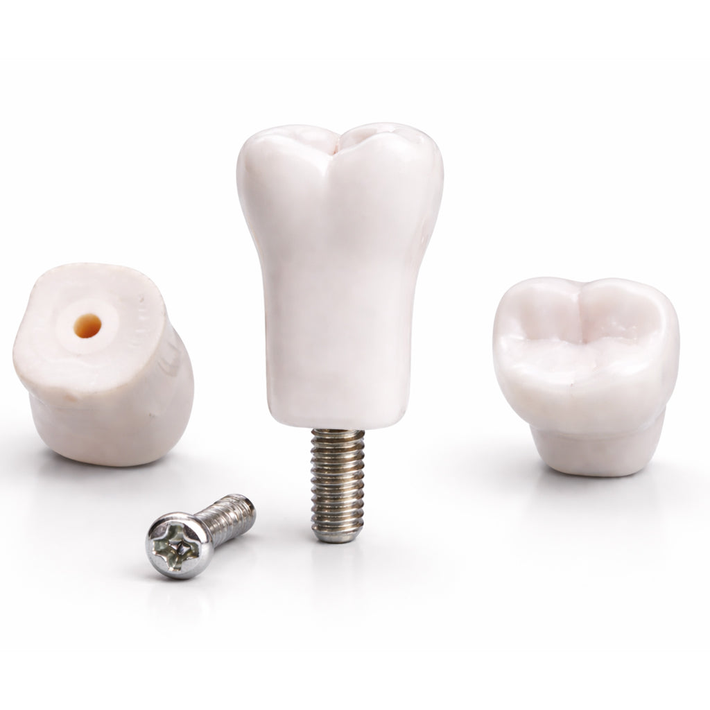iDENTical Typodonts For NISSIN Compatible Individual Replacement Teeth – GIDC Typho Tooth | Homo Sapiens Dental Training Teeth (TUMA09)