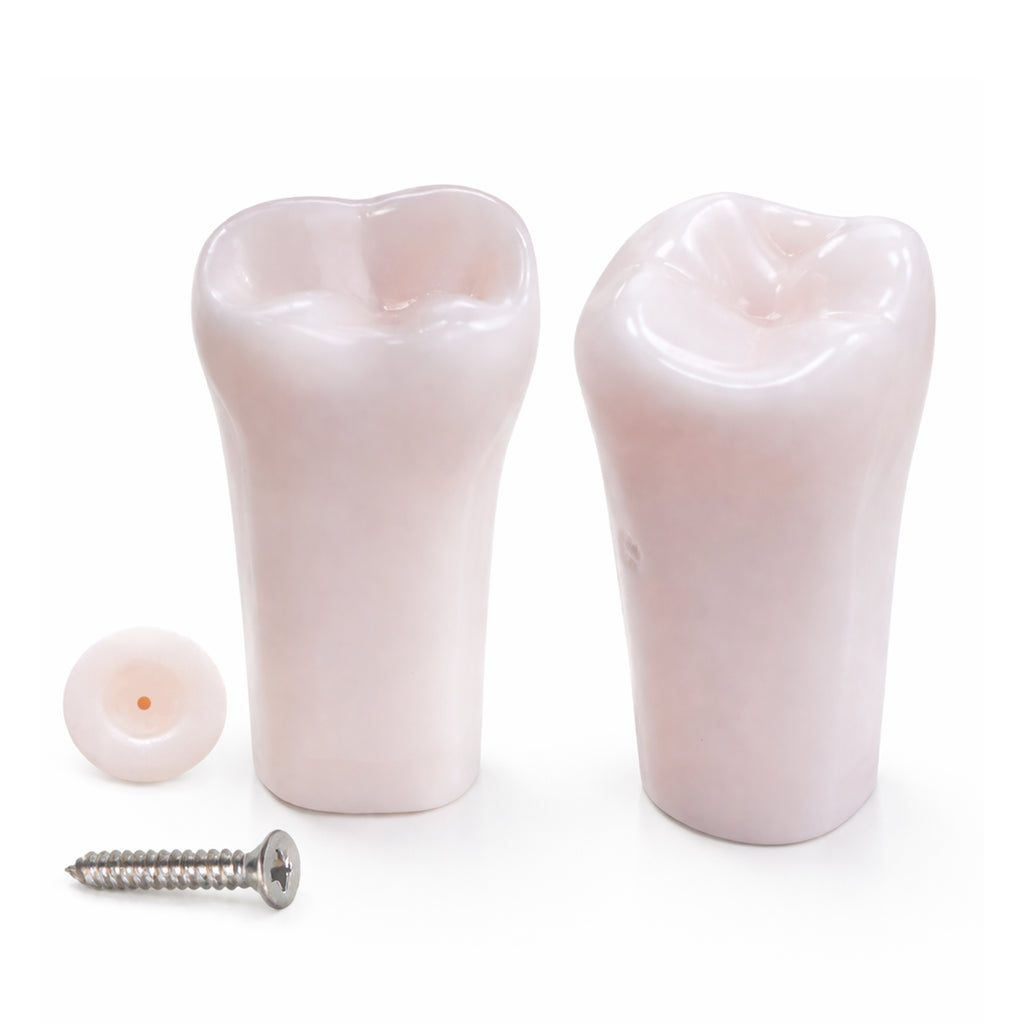 iDENTical Typodont Lower Left Second Molar – #37 Nissin TJMA09