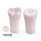 iDENTical Typodont Lower Left Second Molar – #37 Nissin TJMA09