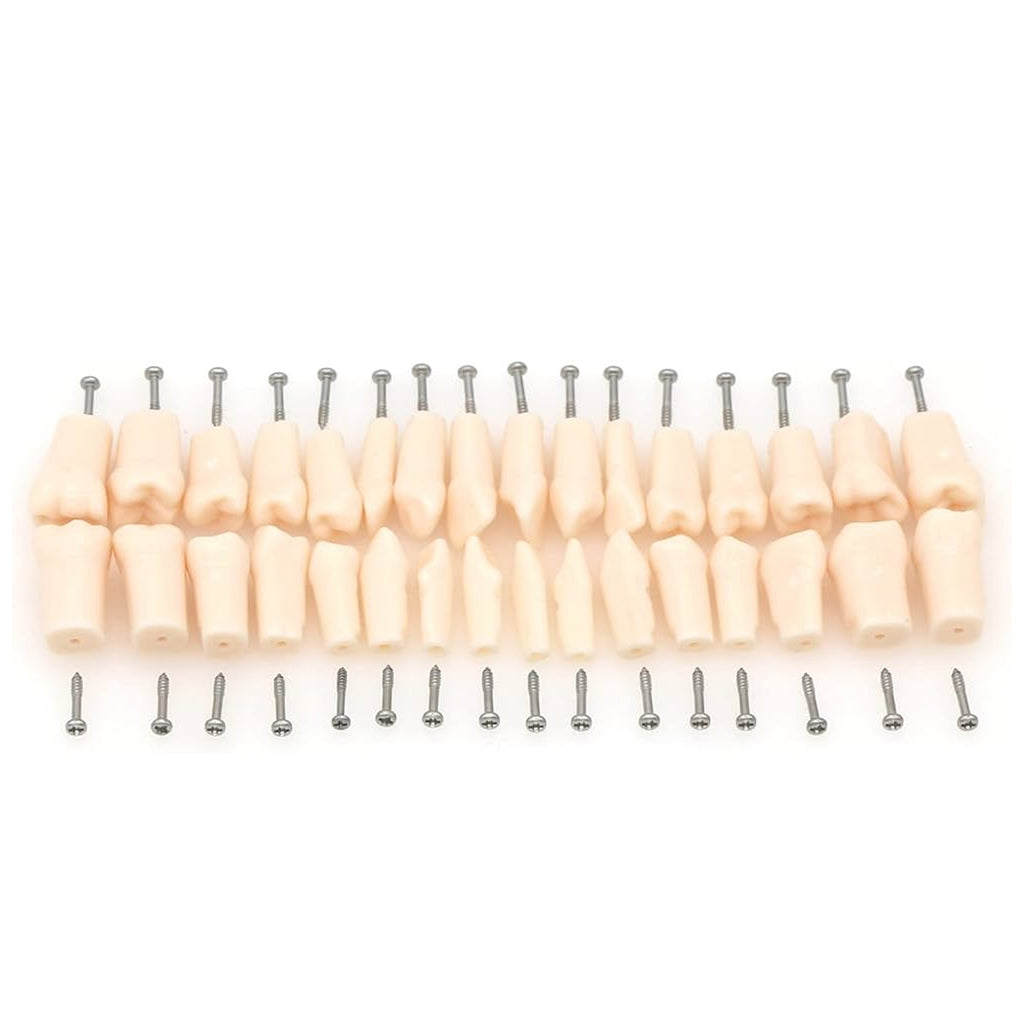 iDENTical Typodont Lower Right Canine – #43 Nissin TJMA09