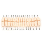 iDENTical Typodont Lower Right Canine – #43 Nissin TJMA09