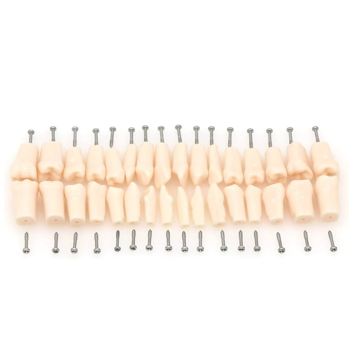 iDENTical Typodont Lower Right Canine – #43 Nissin TJMA09